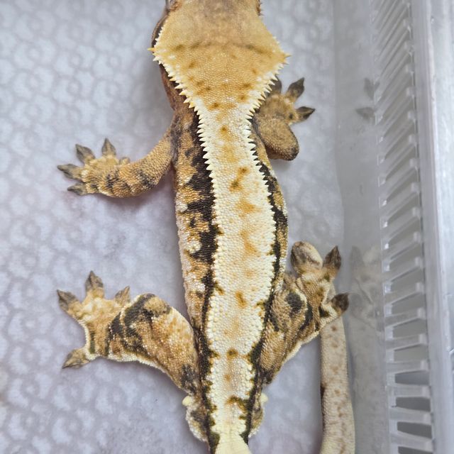 트라이