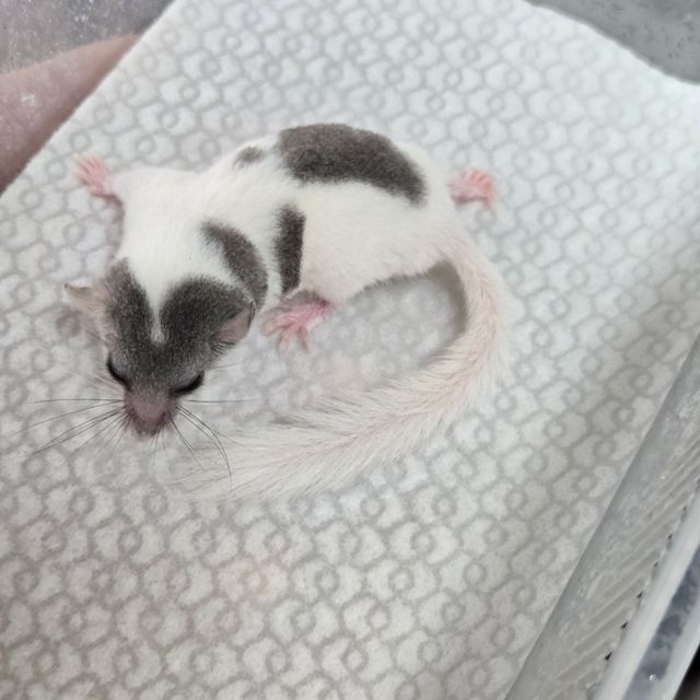 오레오 그레이
