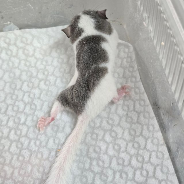 오레오