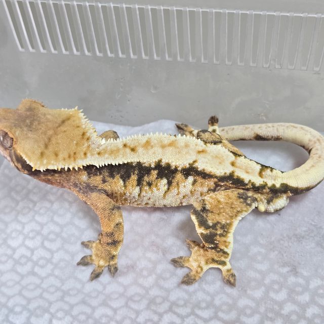 트라이