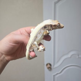 밀키
