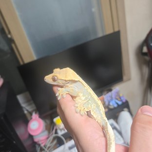 묭이