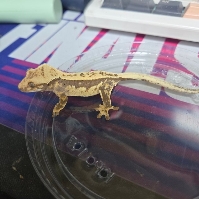 100%헷아잔틱 풀핀