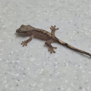 다크 벅스킨 챠콜