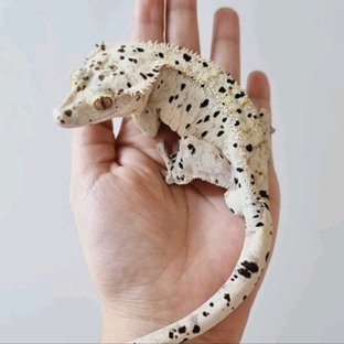 몽룡