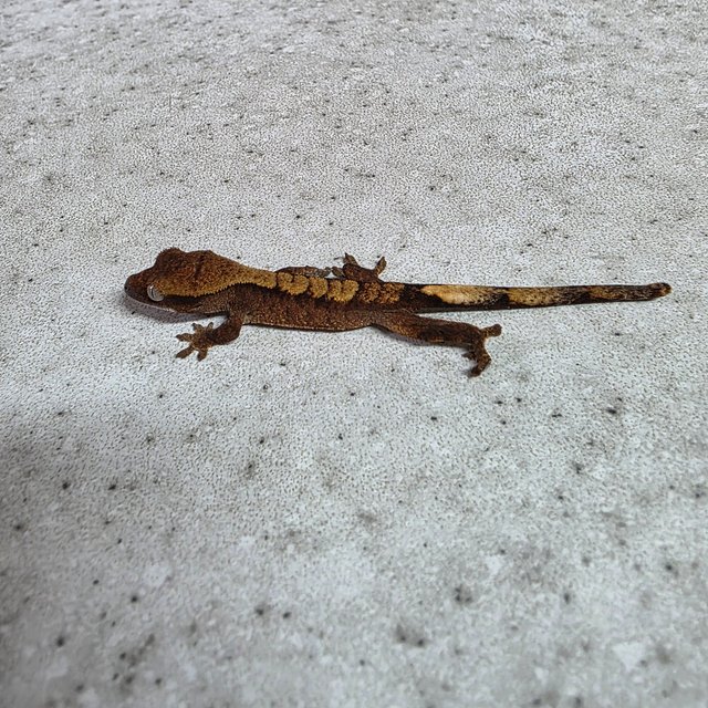 다크 벅스킨 챠콜