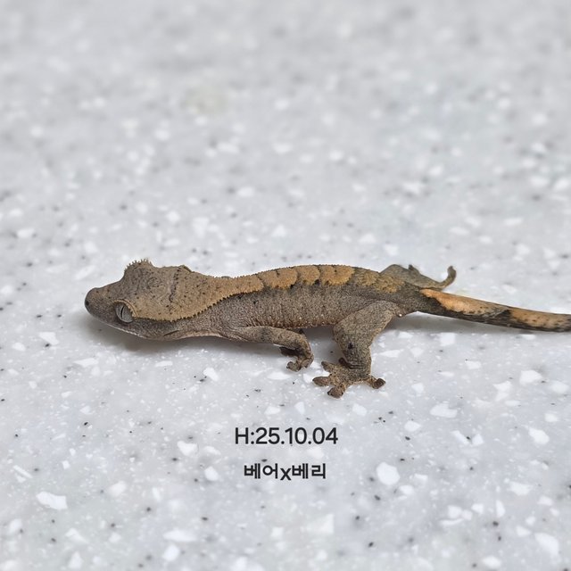 다크 벅스킨 챠콜