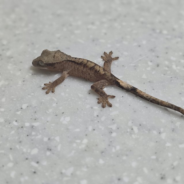 다크 벅스킨 챠콜