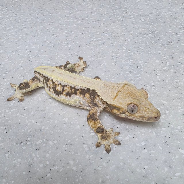 트라이 릴리화이트