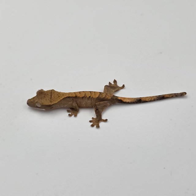 다크 벅스킨 챠콜