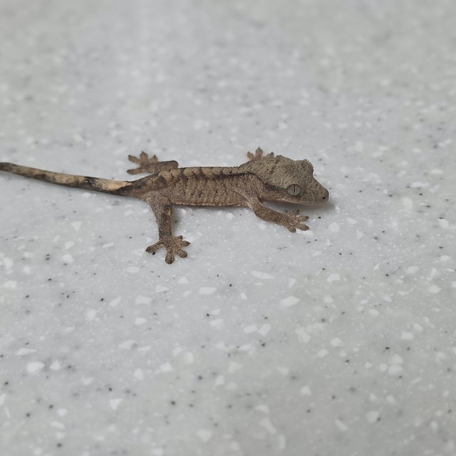 다크 벅스킨 챠콜