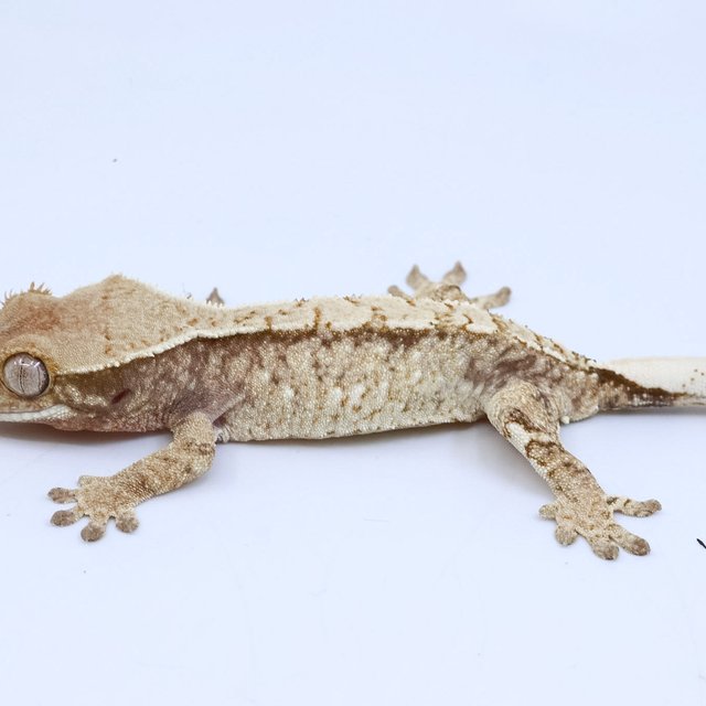 화이트스팟 드리피 화이트 크림