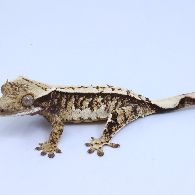 트라이 화이트핀 화이트스팟