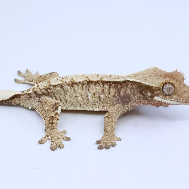 화이트스팟 드리피 화이트 크림