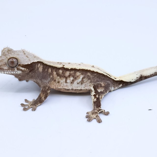 세이블 풀핀 화이트스팟