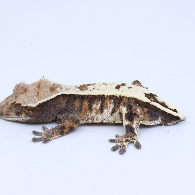 세이블 핀스트라이프 트라이