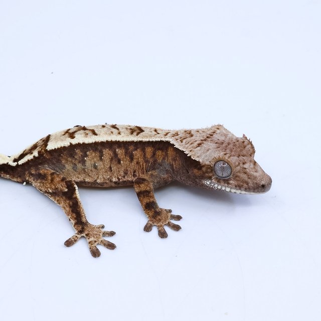 세이블 핀스트라이프