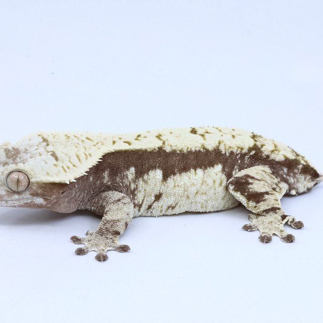 노멀 크림 드리피 쿼드