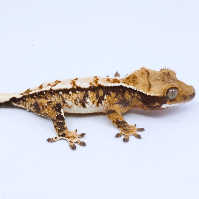 트라이 화이트스팟