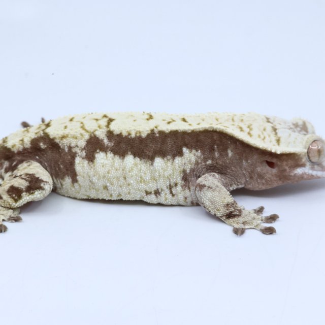 노멀 크림 드리피 쿼드