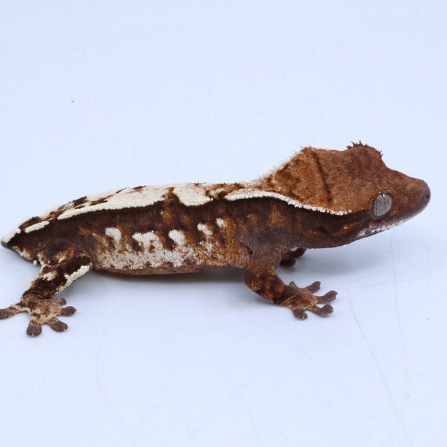 세이블 트라이 다크