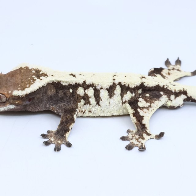 세이블 드리피 화이트스팟 다크 화이트 블랙