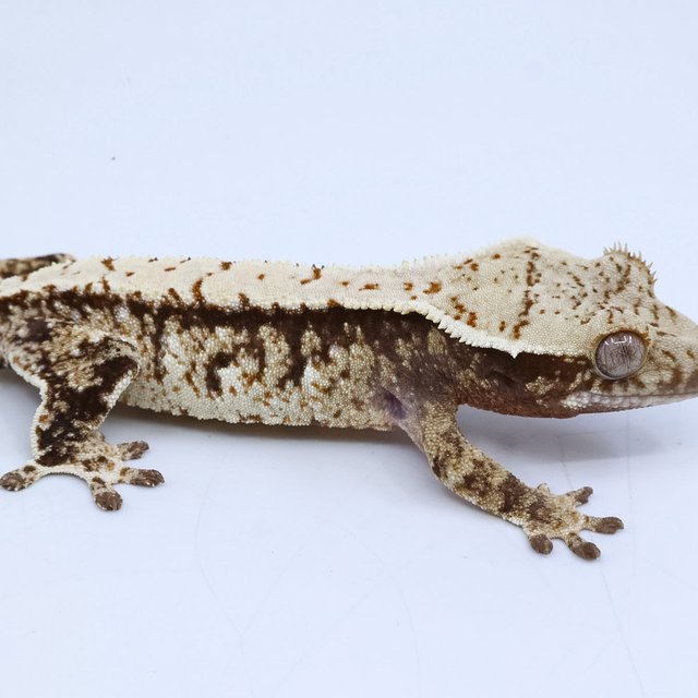 노멀 화이트스팟 트라이