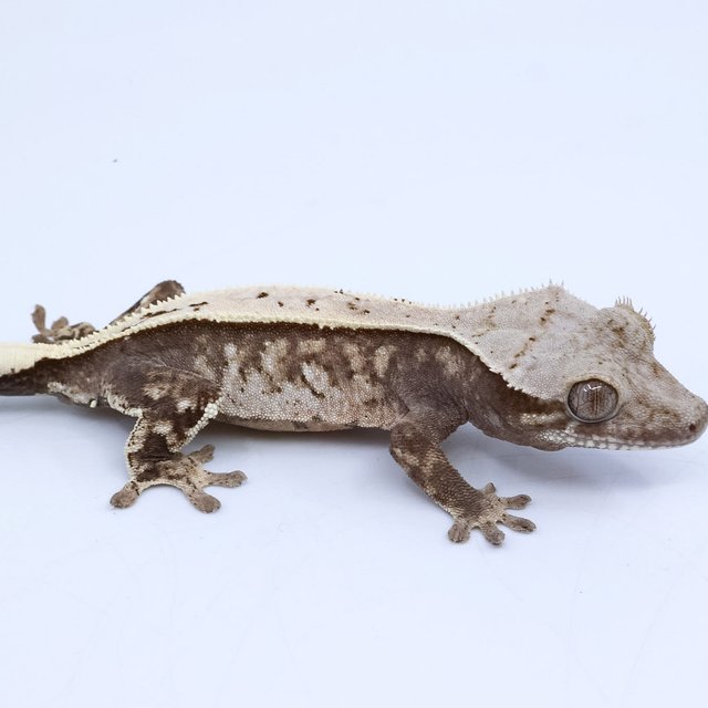 세이블 풀핀 화이트스팟