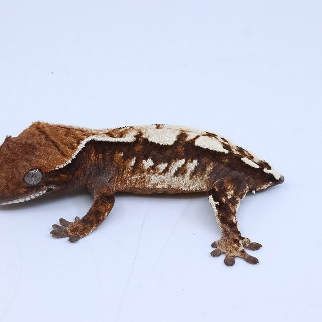 세이블 트라이 다크