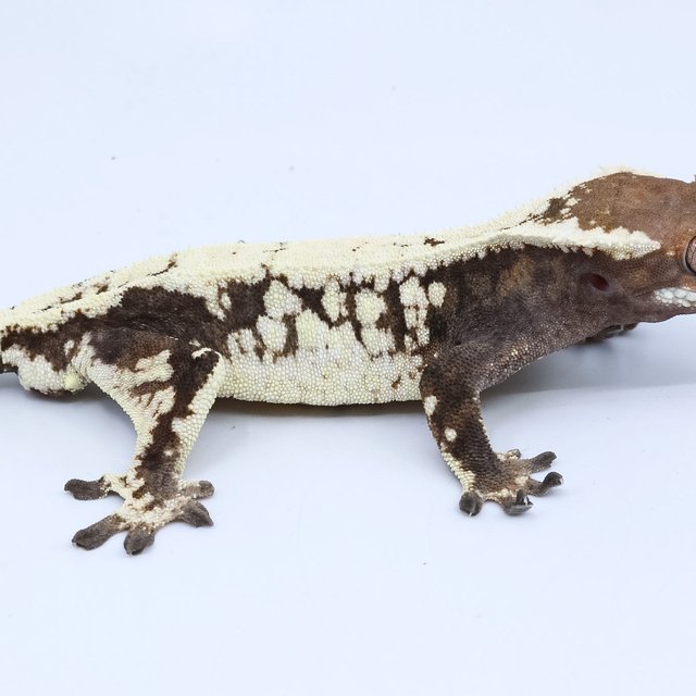 세이블 드리피 화이트스팟 다크 화이트 블랙