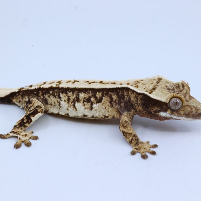 트라이 화이트핀 화이트스팟