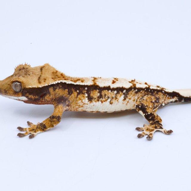 트라이 화이트스팟