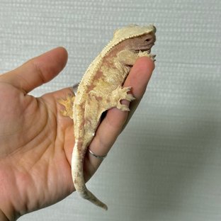 레드 트라이 익스트림할리퀸 옐로우 화이트