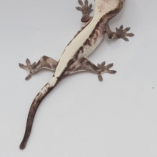 슈퍼세이블 릴리