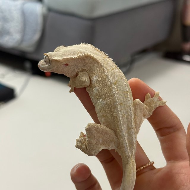 노멀 릴리화이트 화이트포트홀 솔리드백 화이트 크림