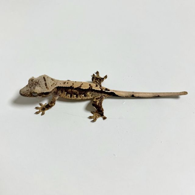 할리퀸