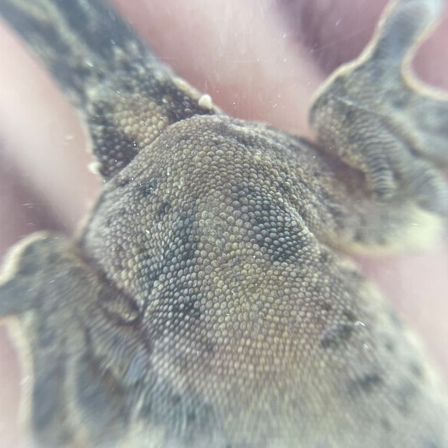 할리퀸