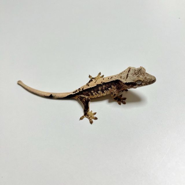 할리퀸