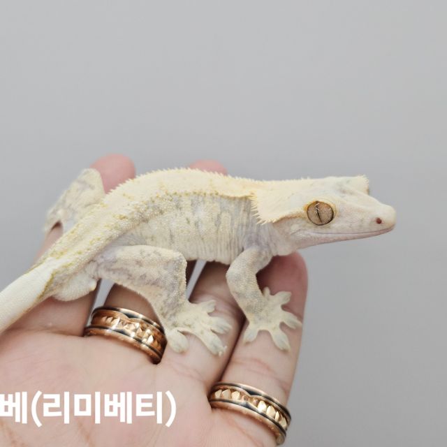 노멀 드리피