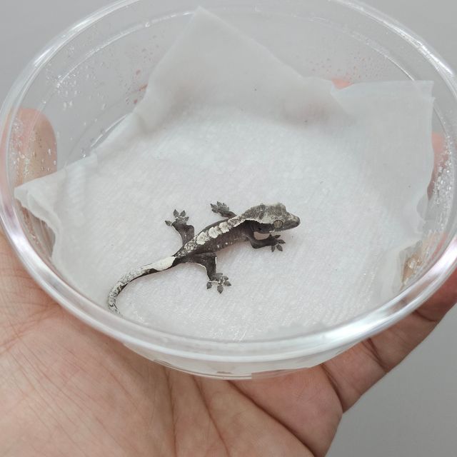 아잔틱