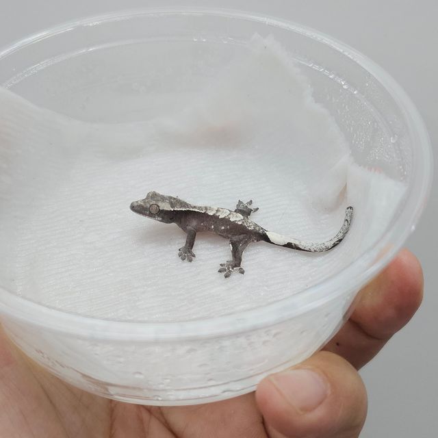 아잔틱