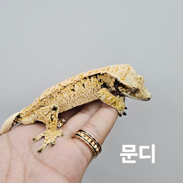 노멀