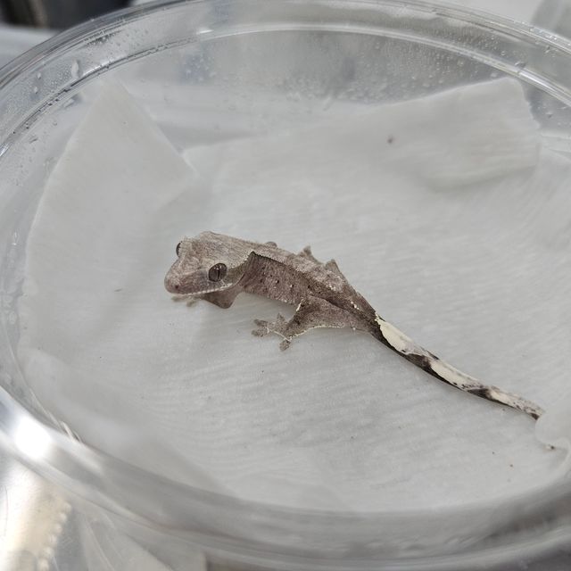 아잔틱