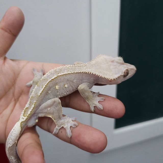 아잔틱