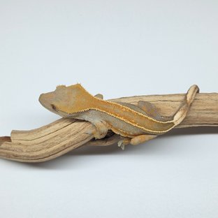 100%헷아잔틱 풀핀