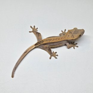 100%헷아잔틱 풀핀