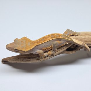 100%헷아잔틱 핀스트라이프