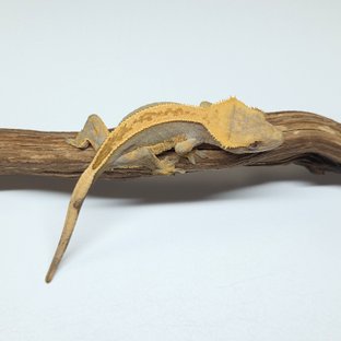 100%헷아잔틱 풀핀