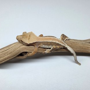 릴리100%헷아잔틱