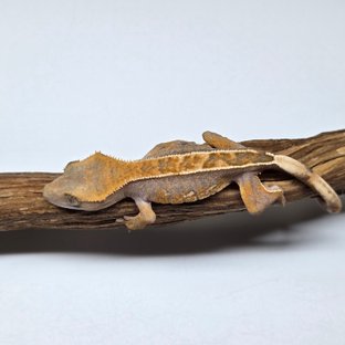 100%헷아잔틱 핀스트라이프